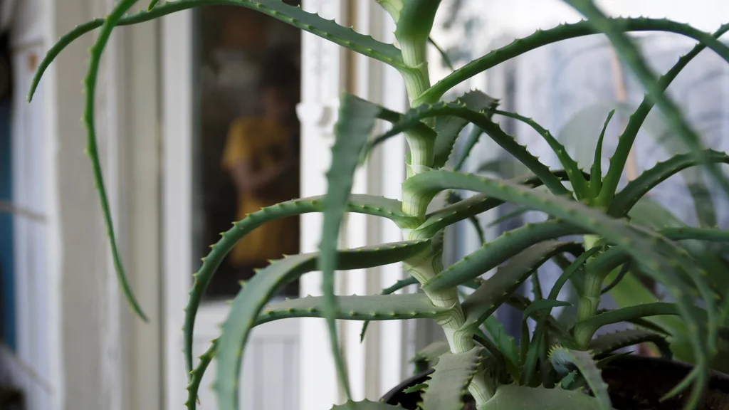 Pianta di aloe coltivata in vaso all’interno di un ambiente domestico