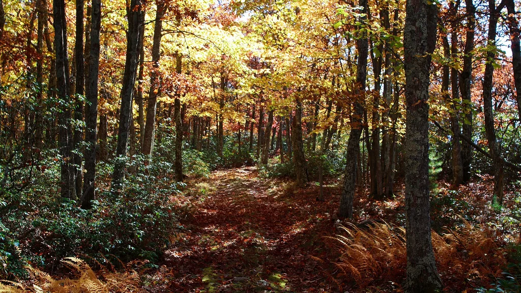 Sentiero nel bosco all’inizio dell’autunno