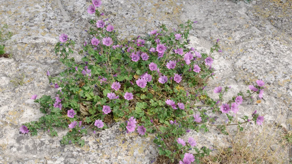 Pianta di Malva sylvestris con foglie verdi e fiori violacei