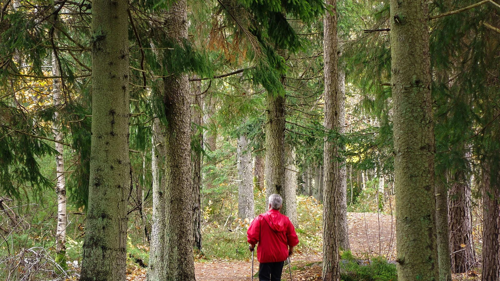 Nordic Walking su asfalto o sterrato: cosa cambia davvero nella tecnica e nei bastoncini