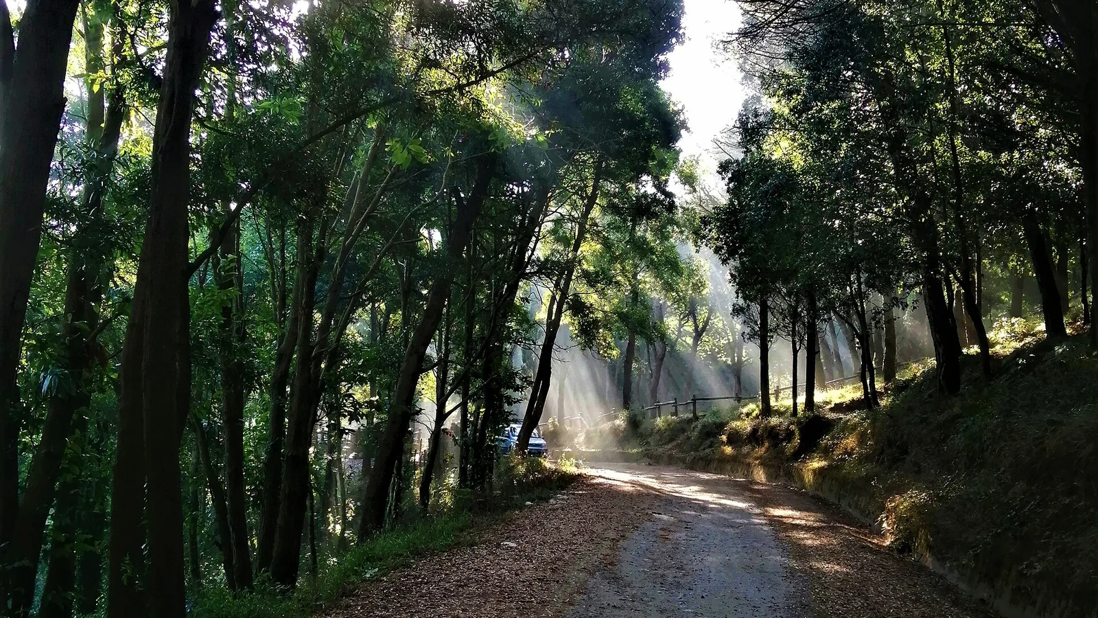 Carpaneda Ecofestival 2026: dall’11 settembre il bosco urbano di Vicenza diventa un laboratorio a cielo aperto