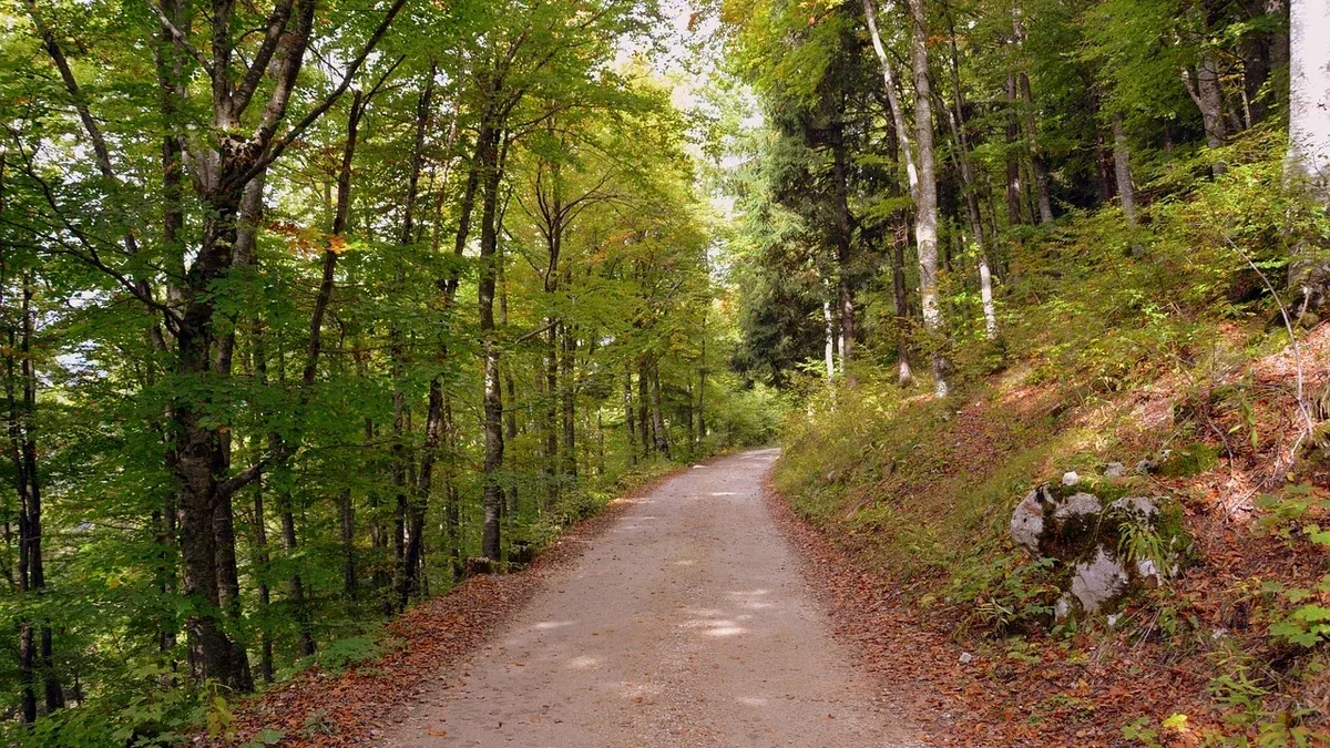 Sentiero sterrato, mulattiera o strada forestale: quali differenze considerare